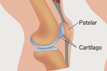 cartilago rodilla a forma de C